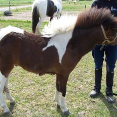 Anden særlig race Brego Solgt