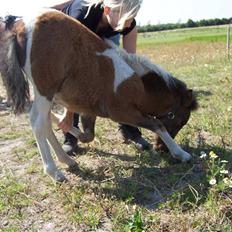 Anden særlig race Brego Solgt