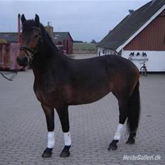 Anden særlig race Victoria