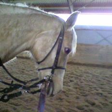 Connemara Danaé De Cisse