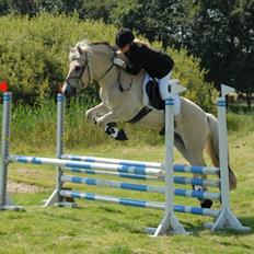 Fjordhest Vængets Toker - SOLGT