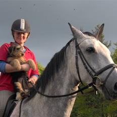 Belgisk varmblod Rapide "P" *r.i.p.*