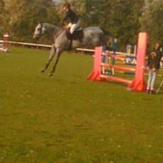 Belgisk varmblod Rapide "P" *r.i.p.*