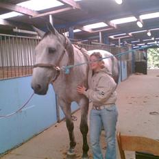 Belgisk varmblod Rapide "P" *r.i.p.*