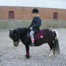 Shetlænder Daytripper