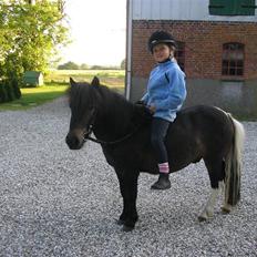 Shetlænder Daytripper