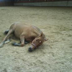 Anden særlig race Tortilla