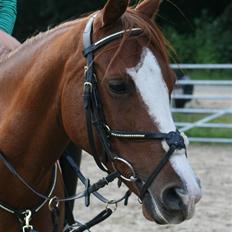 Sportsaraber (A) skywalker merina SOLGT