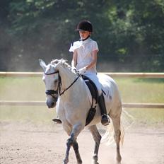 New Forest Charfeli (B-pony)