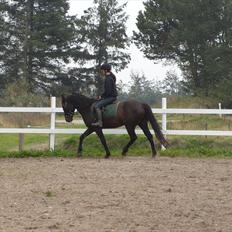 Welsh Cob (sec D)  - Amira (SOLGT)