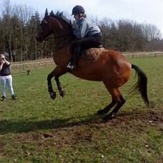 Dansk Varmblod Cecilia