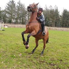 Dansk Varmblod Cecilia