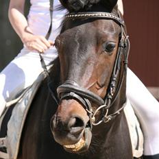 Welsh Cob (sec D) tai ticcazini musen!<3