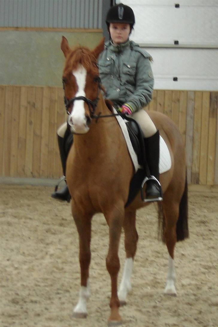 Hollandsk Sportspony Mister(gammel part) - det samme (da jeg prøvede ham ude ved jm horses billede 7