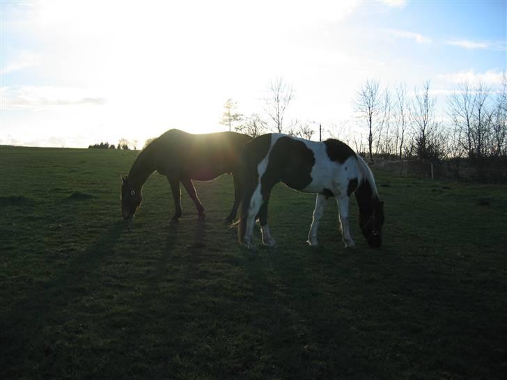 Oldenborg Cheval - Cheval´ og Sputnik*! i aften lyset! billede 6