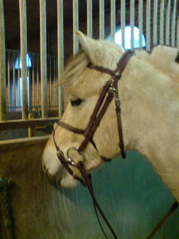Fjordhest Felix - Med det fine nye hovedtøj billede 15