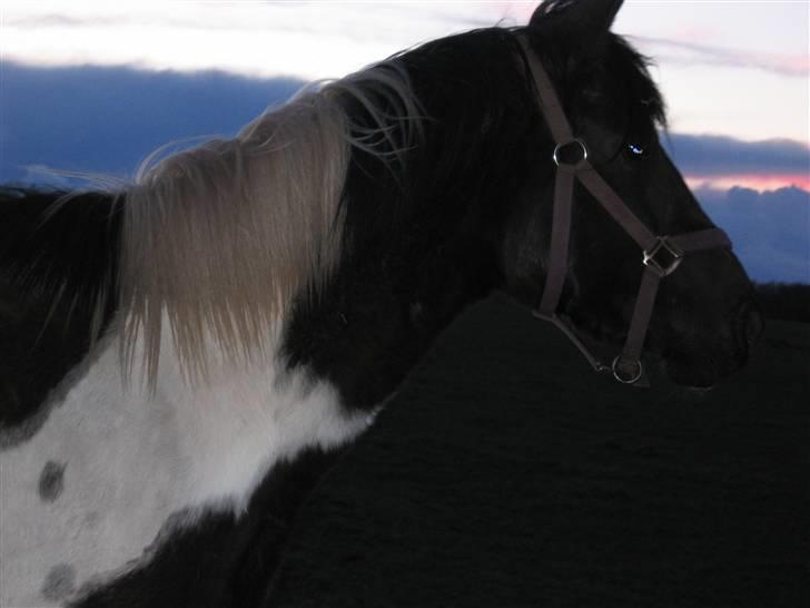 Pinto Sputnik - nuser-drengen! billede 14