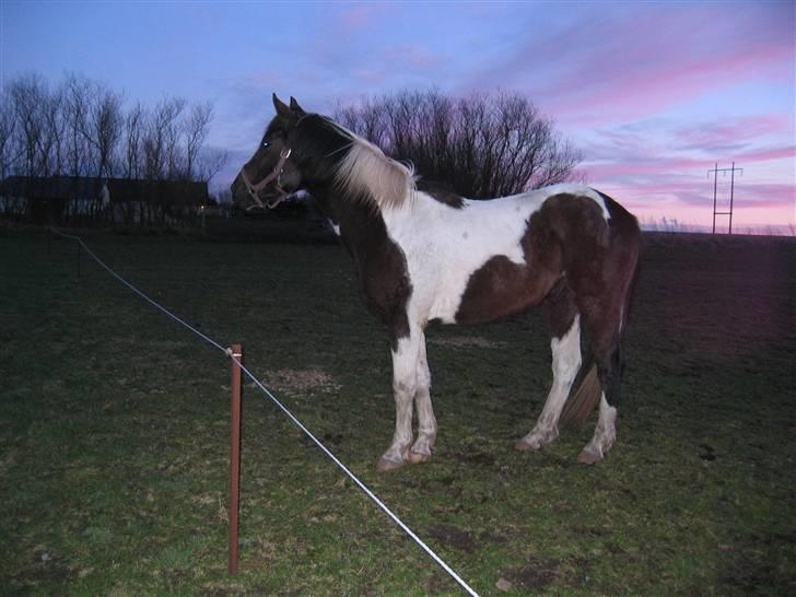 Pinto Sputnik billede 15