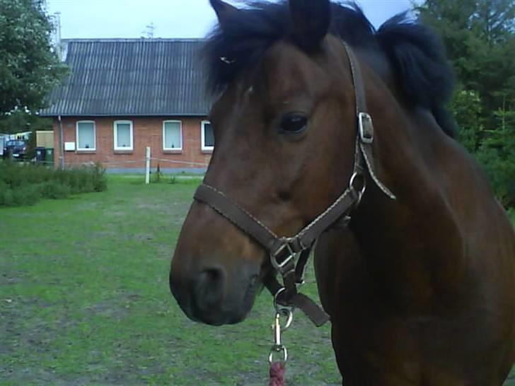 New Forest Benjamin Junior - Hans smukke øje. billede 6