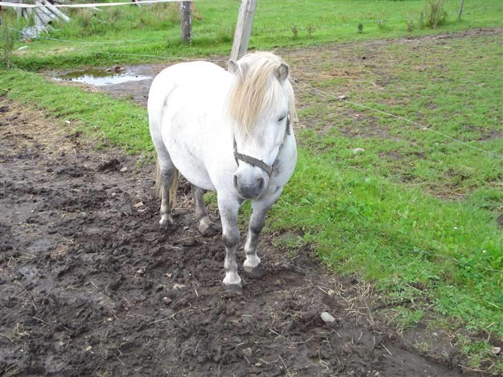 Shetlænder Holger - Holger er der hvor holger skal være.... Han er ellers en udbryder konge... billede 1