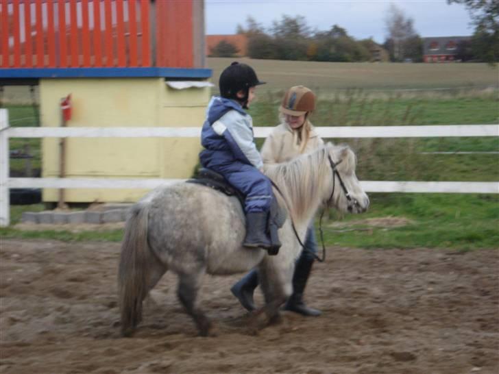 Shetlænder Holger - Mathias prøver holger... det er mies fætter billede 2