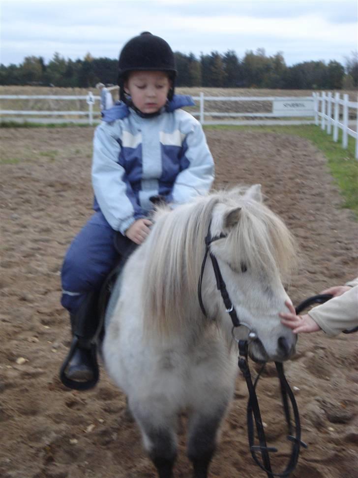 Shetlænder Holger - Mathias er ikke helt tryk, han har ikke sidet på en hest mere end et par gange.. billede 3