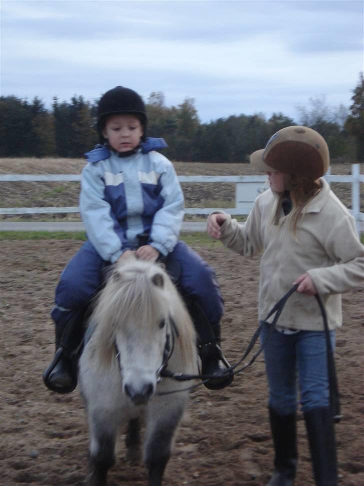 Shetlænder Holger - nu skal jeg forklare dig hvordan man gør, siger mie billede 4