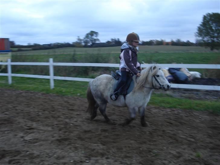 Shetlænder Holger - jeg kan ride ham siger fine, se bare, det går der ud af... billede 5
