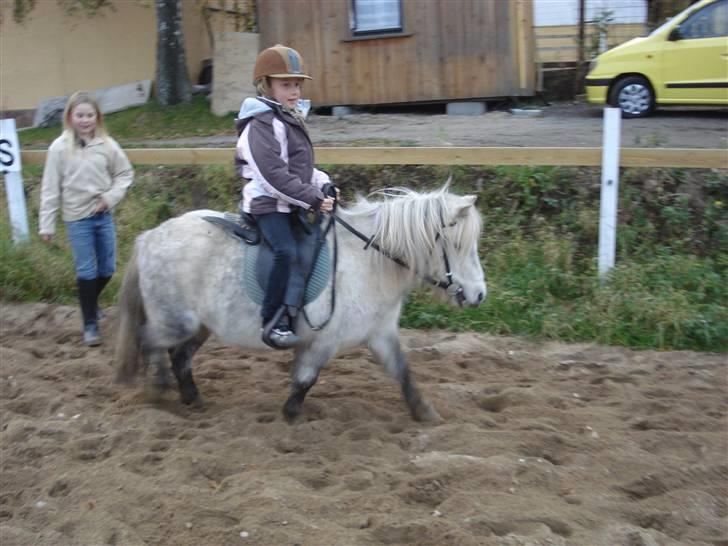 Shetlænder Holger billede 6