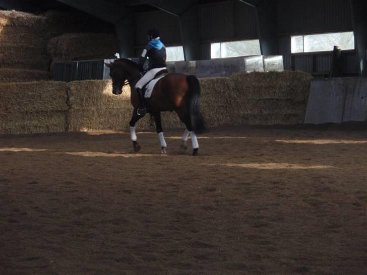 Fransk Halvblod Edimbourg D'aillon - Opvarmning til vores første C-stævne (La1) hvor vi fik en 2. plads :D <3 billede 16