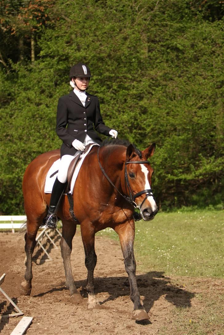 Fransk Halvblod Edimbourg D'aillon - Morsø 2008 La2 billede 17