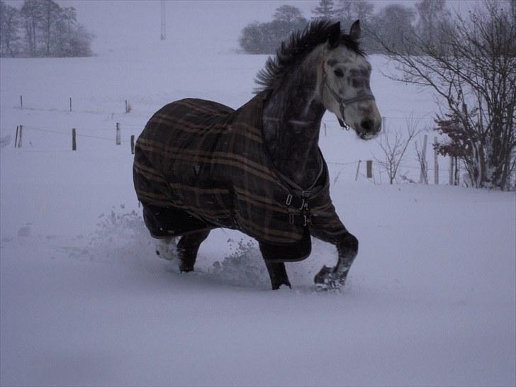 Dansk Varmblod Lamidas - <3 NYE BILLEDER - 7 billede 7