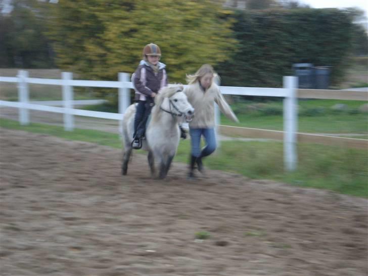 Shetlænder Holger - ja ja fine, nu skal du gallopere... skal jeg hjælpe...  billede 7