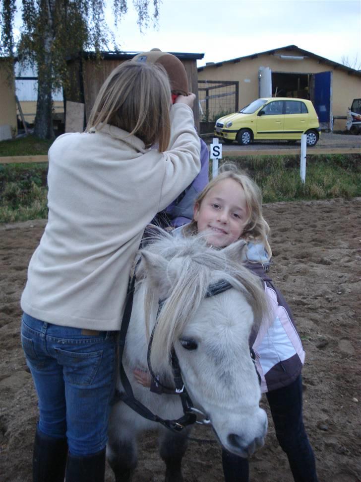 Shetlænder Holger - alt skal sidde ordentligt, mens fine krammer.. billede 8