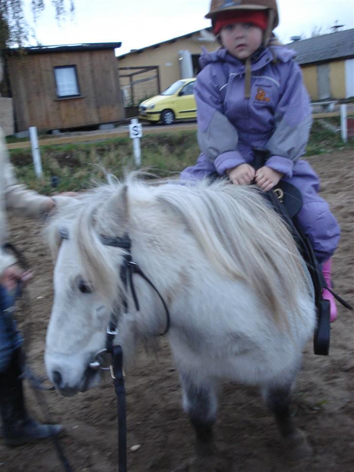 Shetlænder Holger - så er det lille helenes tur, hun er 4 år og meget modig.. smiler billede 9