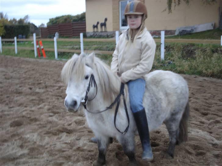 Shetlænder Holger - jeg er da ikke for stor endnu siger mie.. billede 10