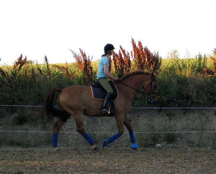 Anden særlig race Atos billede 7