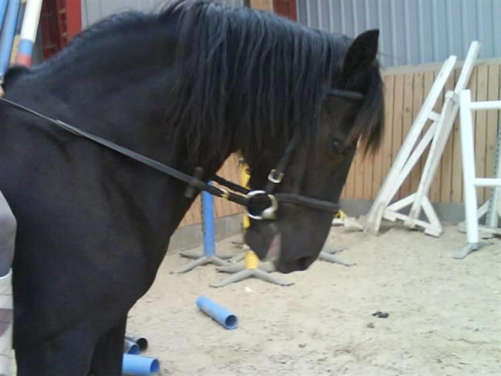 Welsh Cob (sec D) Chalfont Lisanja - Part - Velkommen til Lisanjas profil ;D foto: Ea. billede 1