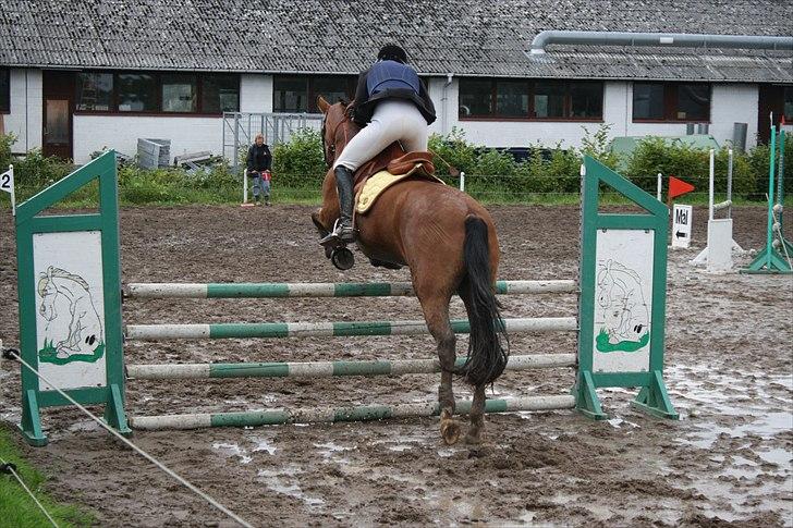 New Forest Østerlunds Casanova - LD (90) klubmesterklasse  billede 2