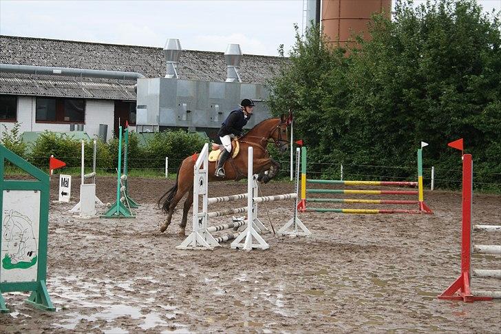 New Forest Østerlunds Casanova - LD (90) klubmesterklasse  billede 3