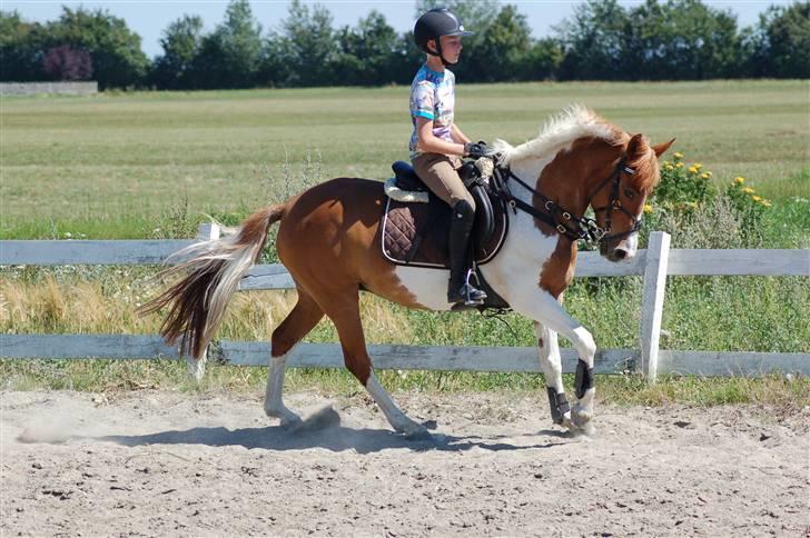 Anden særlig race Madicken (solgt) - Madicken & Jonathan 29 juli 2008 billede 5