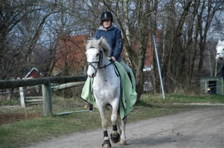 Knabstrupper La' Bravo - *Solgt* billede 7