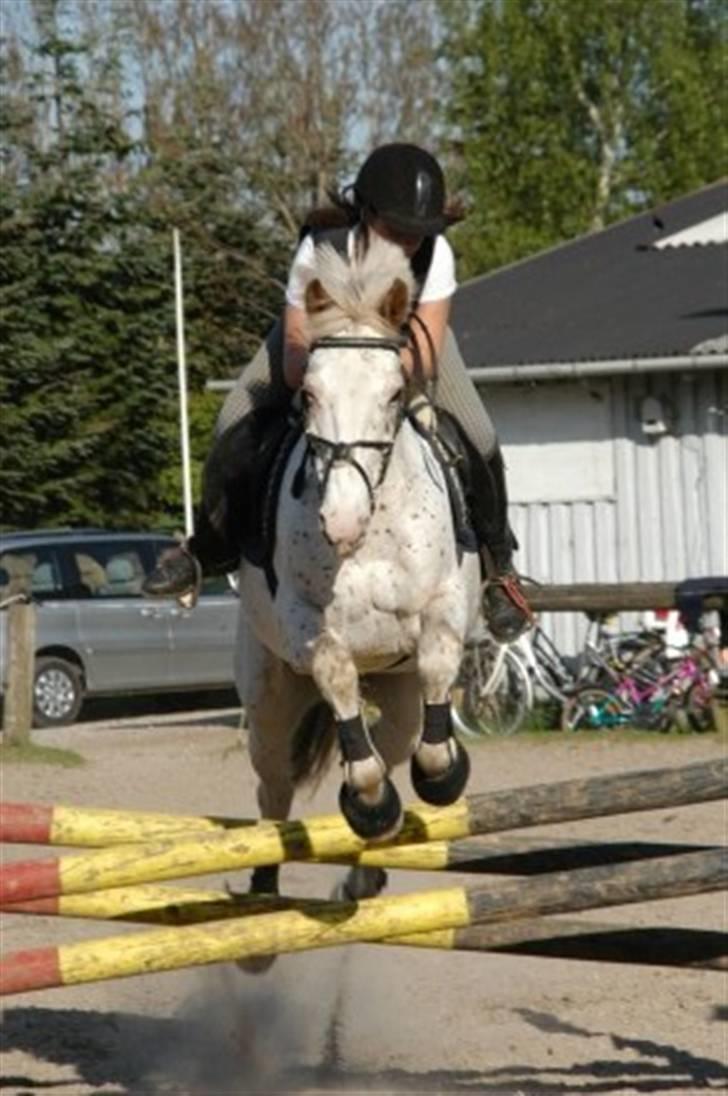 Knabstrupper La' Bravo - *Solgt* billede 8