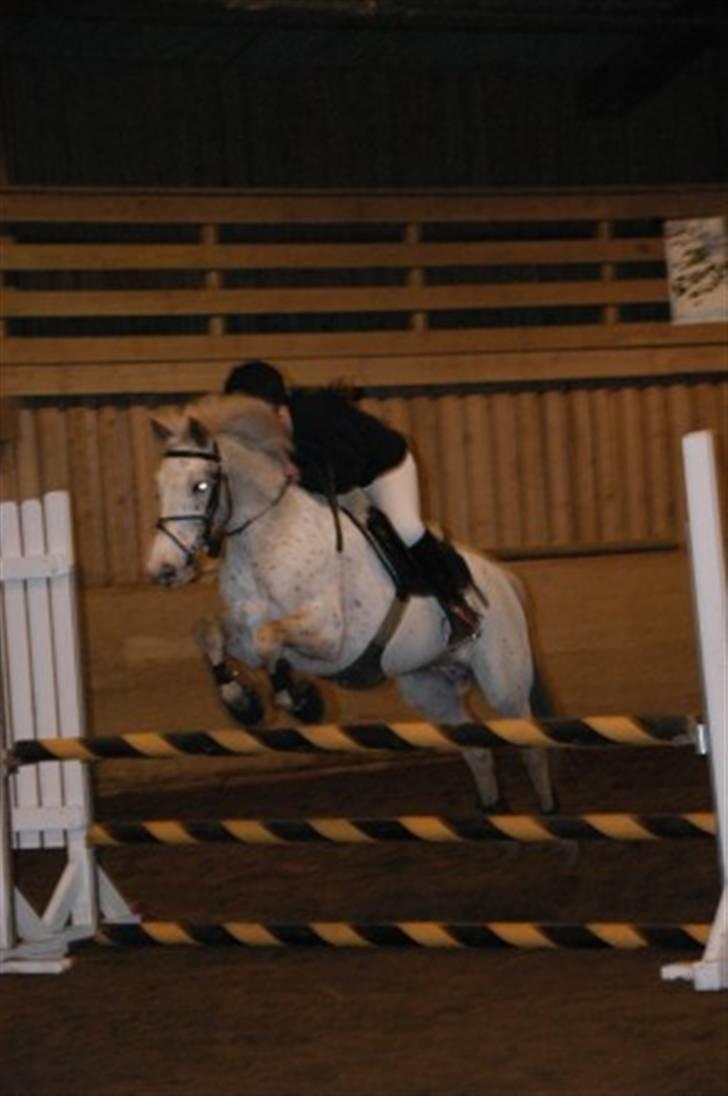 Knabstrupper La' Bravo - *Solgt* billede 9