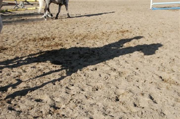 Knabstrupper La' Bravo - *Solgt* billede 10