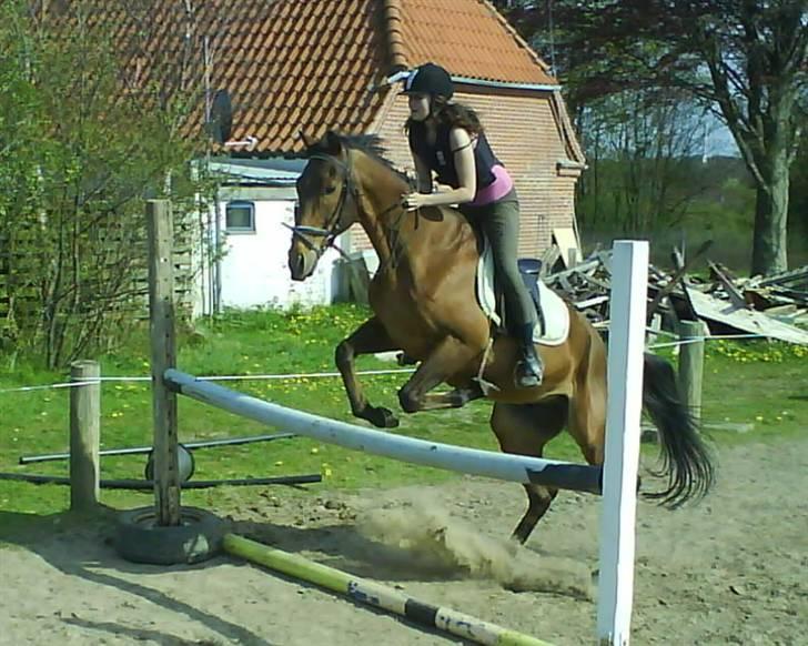 Anden særlig race Bruno, savner dig :'( <3 - Savner dig så ufattelig meget :´( billede 7