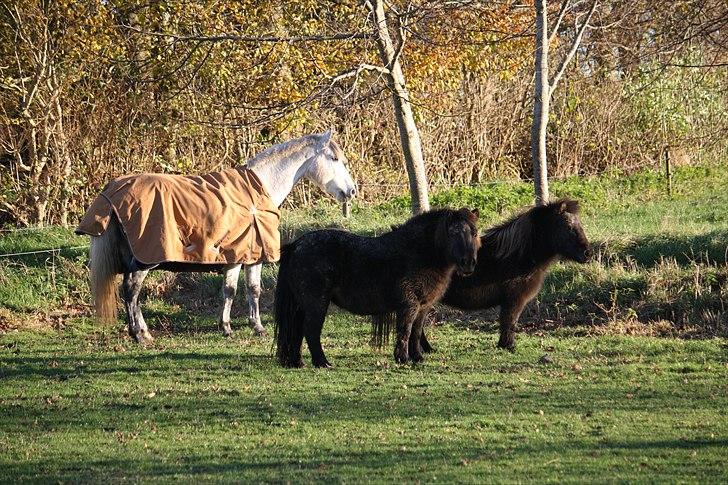 Shetlænder Jægergårdens Hikki - Hikki og de andre Foto : Mig / Hanne Viola Pedersen billede 6