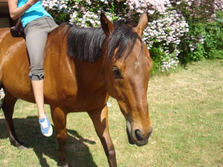 Anden særlig race Bruno, savner dig :'( <3 - De bedste minder med dig, savner dig så ufattelig meget :´( billede 9