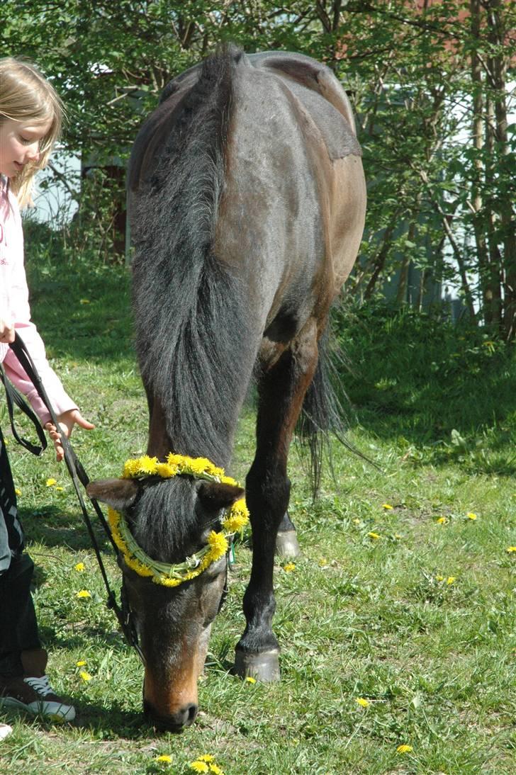 Anden særlig race Freddie Fræk R.I.P. min pony! <3  - Her er min smukke freddie med blomsterkrens     er han ikke fin! billede 5