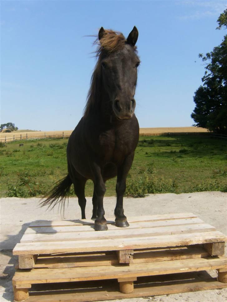 Shetlænder Jægergårdens Hikki - Hikki står på to paller   Foto : mig billede 7
